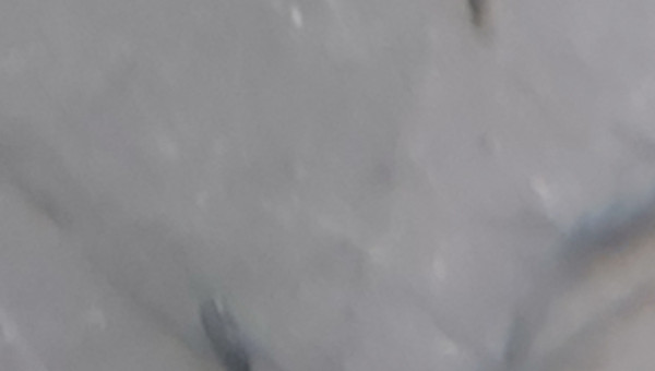 Cichlidés tanganyika planté