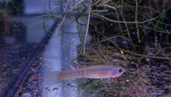 Femelle ♀️ Aphyosemion schioetzi Ngombe Z 91-01