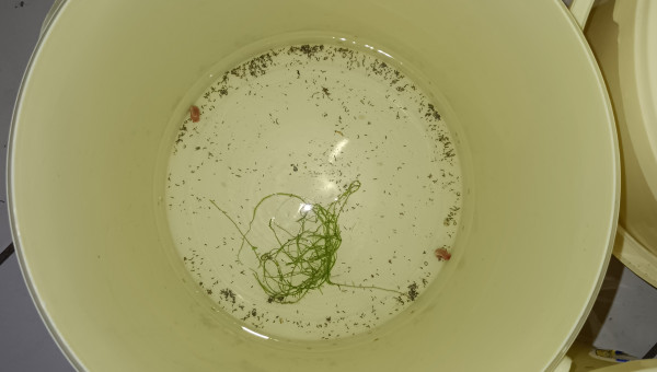 Seau 006 Fundulopanchax nigerianus innidere