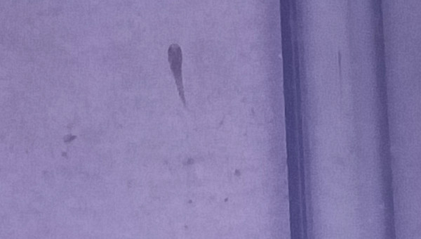 Alvin Aphyosemion celiae celiae Teke CXC 21