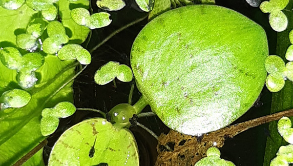 Alevins colisa chuna