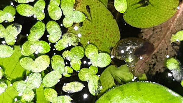 Bébés colisa chuna