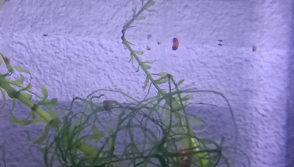 Naissance Aphyosemion striatum Ncolamvan GEMHS 00-33