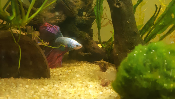 J'suis plus tous seul !!! ><#