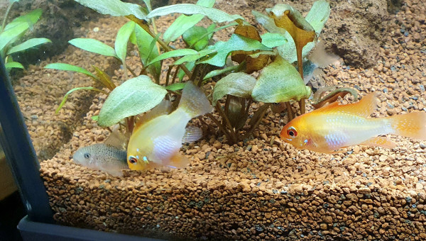 Le couple de ramirezi gold <3