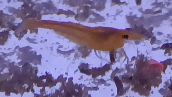 Crevette Sakura orange