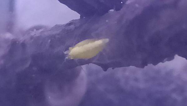 Crevettes Yellow Neon