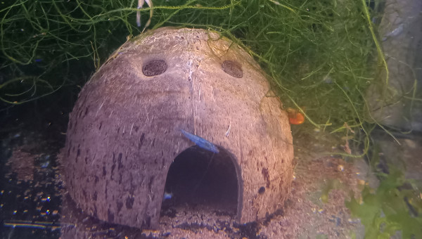 Crevettes Blue Dream