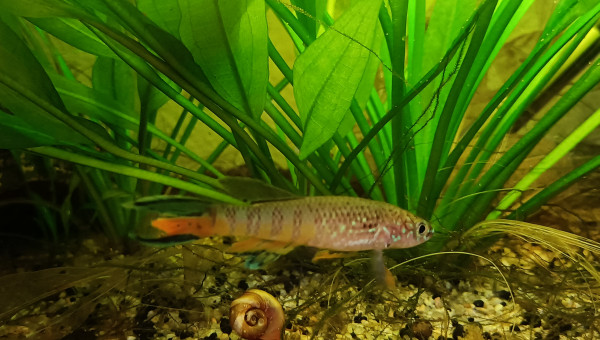 Killis Mâle ♂️ Fundulopanchax sjoestedti Niger Delta