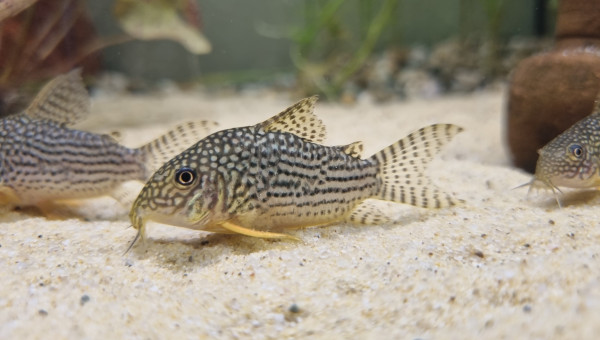 Population de Corydoras