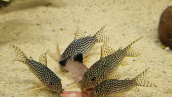 Ça rigole pas avec  la bouffe