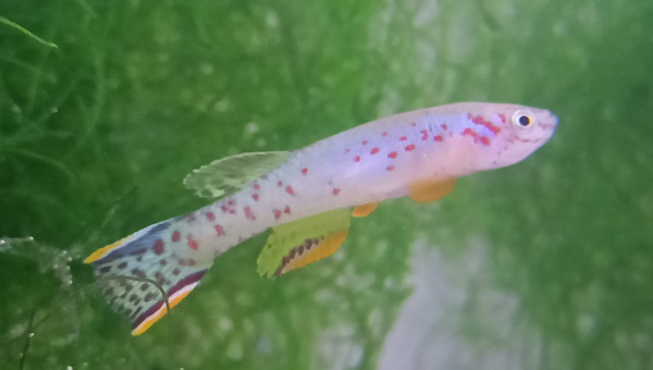 Killi Mâle ♂️ Fundulopanchax scheeli