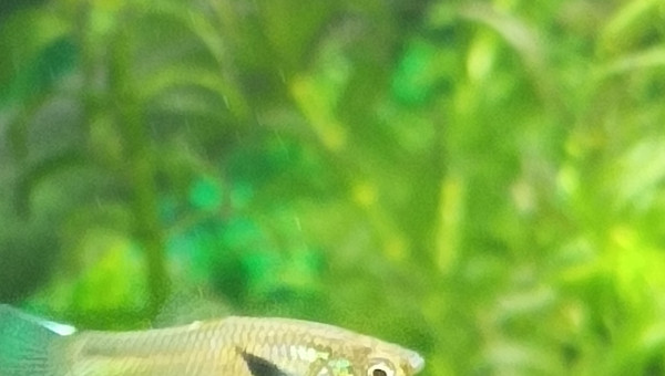 petit guppy andler deviendra grand