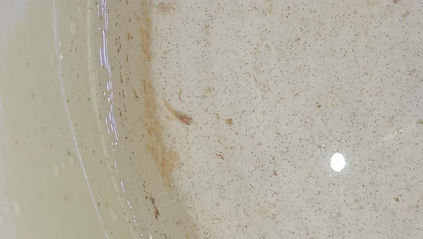 Alevins Fundulopanchax nigerianus Innidere