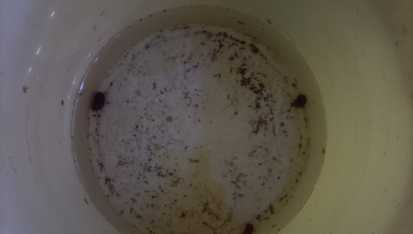 Seau avec 3 escargots