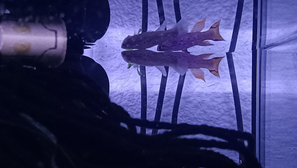 Killi Couple Aphyosemion jeanhuberi Malinga GBG 93-20