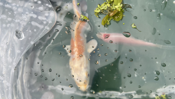 1 Koi et 1 posson rouge de plus