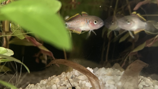 Évolution 210L australo-guinéen