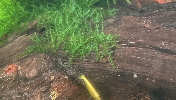 Évolution 210L australo-guinéen