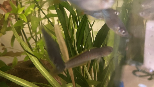 Évolution 210L australo-guinéen