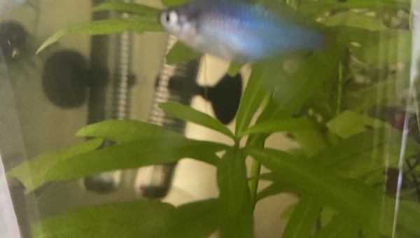 Évolution 210L australo-guinéen