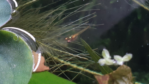 Alevin de qui ? De quoi ?