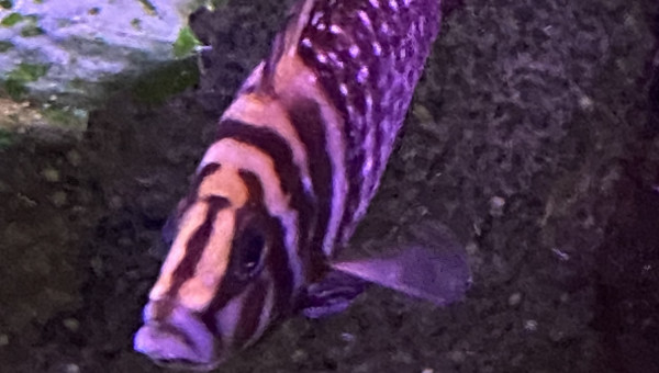 Altolamprologus calvus!