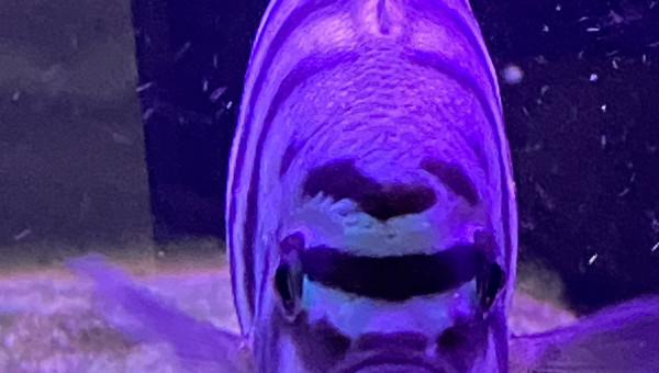 Maylandia sp - Pseudotropheus Maison Reef