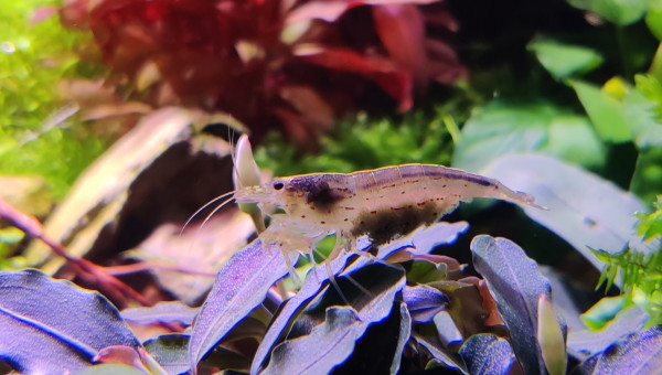 Femelles Multidentata