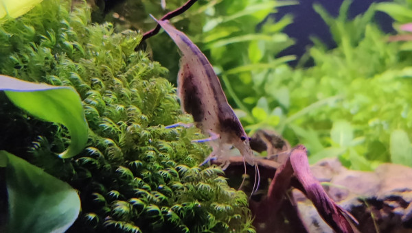 Femelles Multidentata