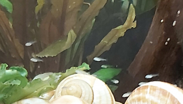 Cichlidés tanganyika planté