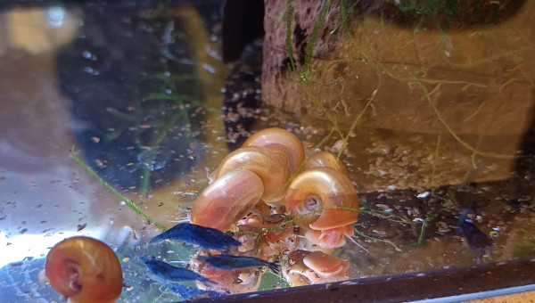 neocaridina davidi var. blue dream & Planorbes Rouge