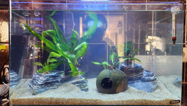 Aqurium version 2023