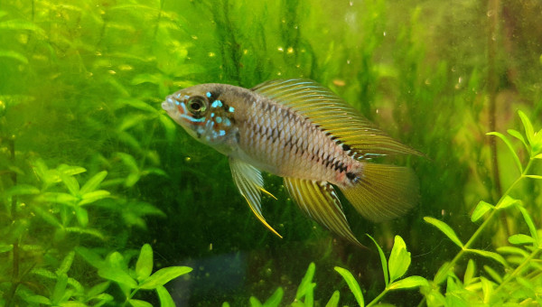 Apistogramma Borelli opal et Première ponte des Ramirezi !