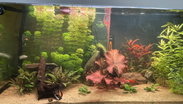 Évolution plante en 10 jours