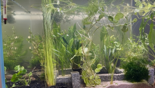 Plantation - les premières plantes sont arrivées