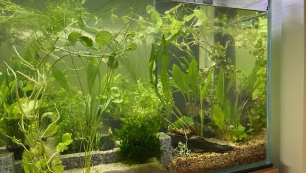 Plantation - les premières plantes sont arrivées