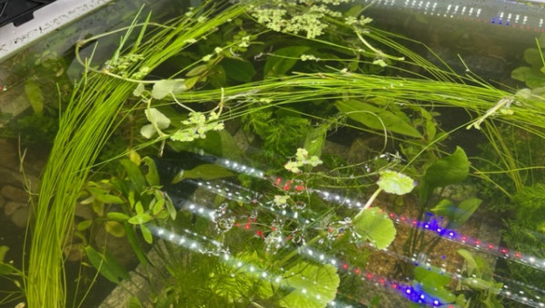 Plantation - les premières plantes sont arrivées