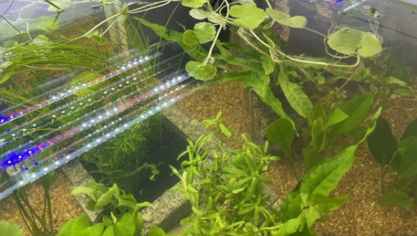 Plantation - les premières plantes sont arrivées