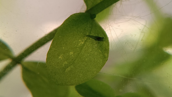 La nurserie se remplit !