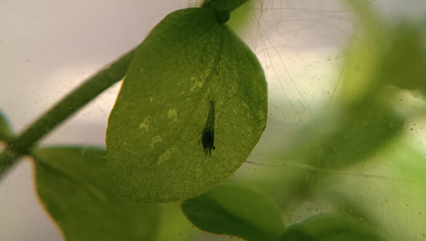 La nurserie se remplit !