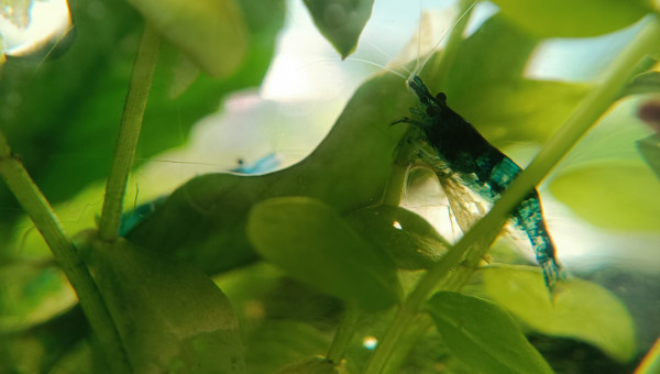 La nurserie se remplit !