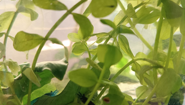 La nurserie se remplit !