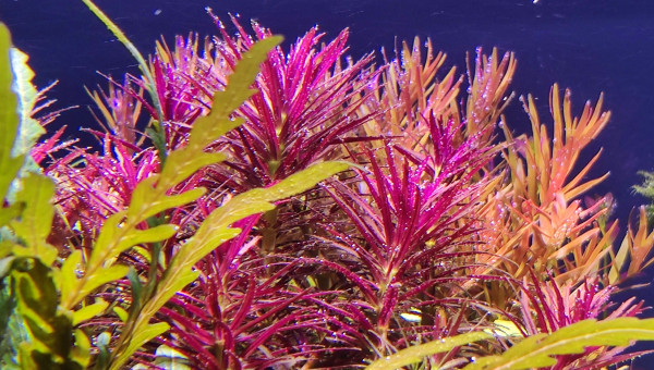 Ça bulle furieusement