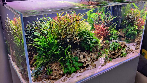 Repiquage de pinnatifida un peu partout