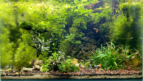 Superfish Scraper 90