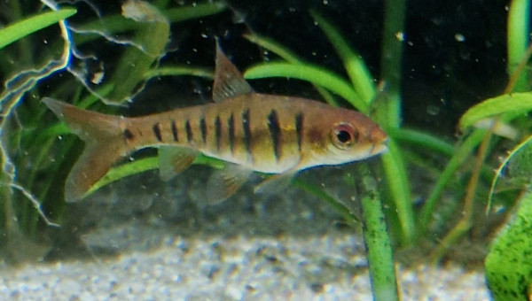 Barbus fasciolatus  ou barbus "gentil"