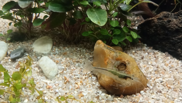 Une naissance semble se préparer (voir tâche verdâtre dans la partie supérieure de la tête)