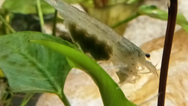 Aujourd'hui la femelle a transféré ses oeufs sous son ventre