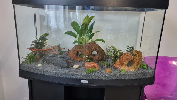 1ère Mise en place plantes et pierres